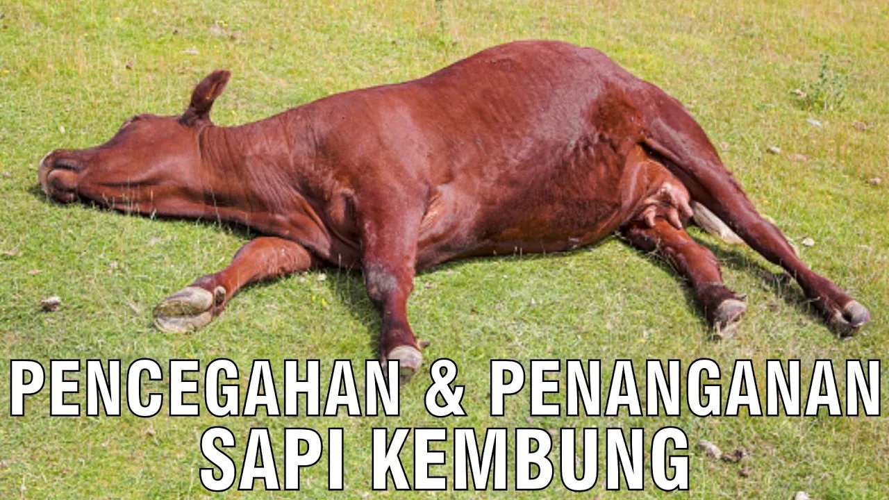 
                                 Pencegahan-&-Penanganan-Sapi-Kembung